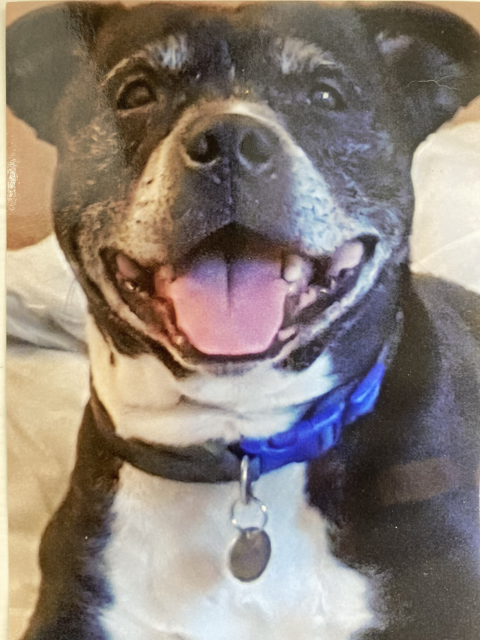 Dog Tai